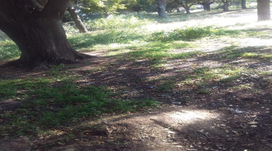 0 Bedroom Property for Sale in Koppies Free State